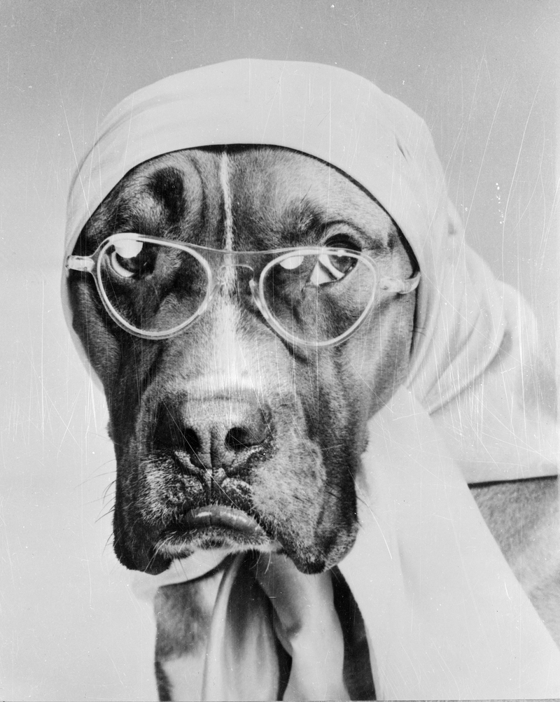 Illustration for article titled Even In The 1900s, Humans Were Obsessed With Photos Of Dogs In Clothes
